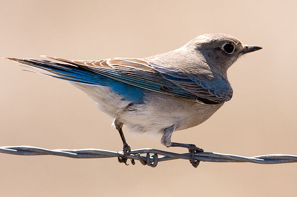 Mountain Bluebird (Sialia currucoides) female