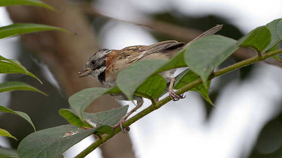 Rufous-collared Sparrow (Zonotrichia capensis)