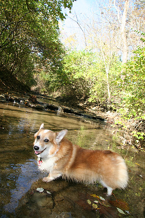 Welsh corgi