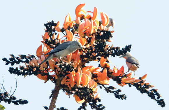 Chestnut-tailed starling (Sturnia malabarica)