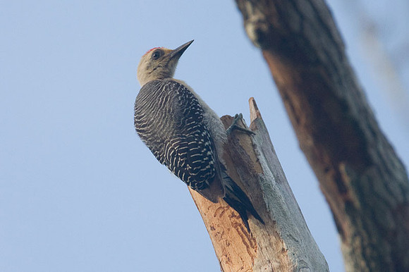 Golden-fronted Woodpecker (Melanerpes aurifrons)