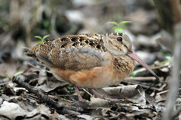 American Woodcock (Scolopax minor)