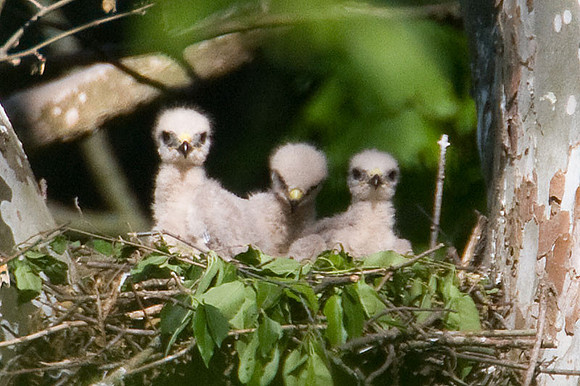 Red-shouldered Hawk (Buteo lineatus) chicks