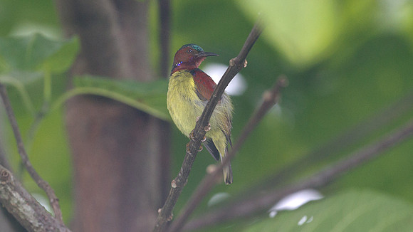 ?Red-throated Sunbird (Anthreptes rhodolaema)? male