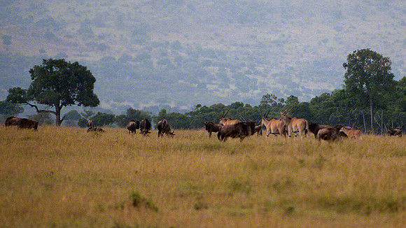 1988 Africa eland antelope img463