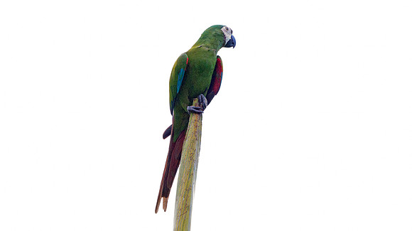 Chestnut-fronted Macaw (Ara severus)