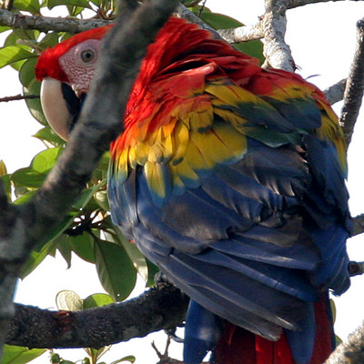 Scarlet Macaw (Ara macao)