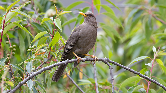 Chiguanco Thrush (Turdus chiguanco)
