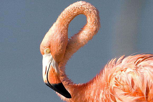 American Flamingo (Phoenicopterus ruber)
