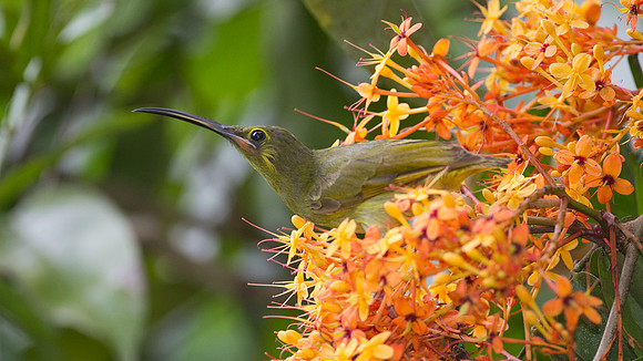Yellow-eared Spiderhunter (Arachnothera chrysogenys)