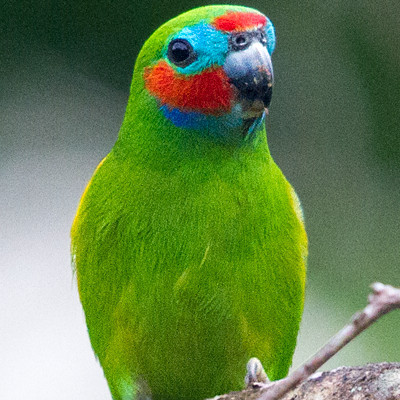 Double-eyed fig parrot (Cyclopsitta diophthalma)