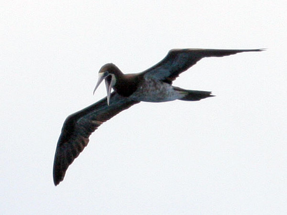Brown Booby (Sula leucogaster) immature