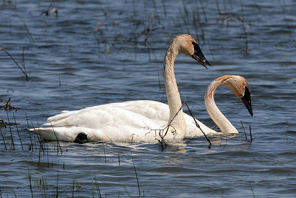 Trumpeter Swan (Cygnus buccinator)