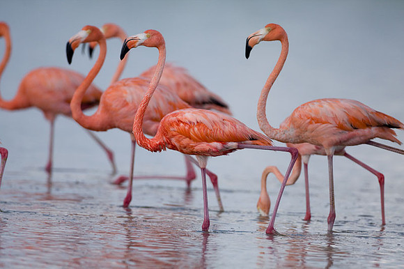 American Flamingo (Phoenicopterus ruber)