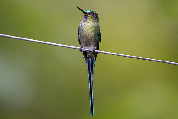 Long-tailed Sylph (Aglaiocercus kingi)