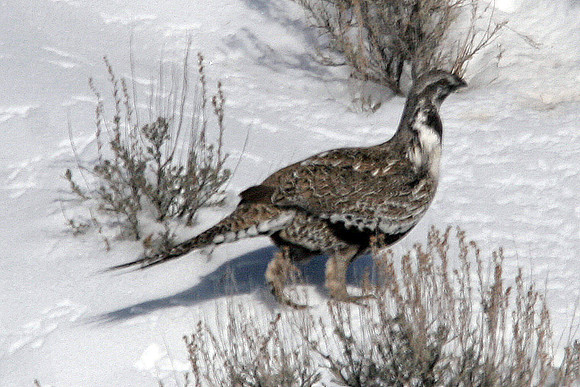 Sage Grouse (Centrocercus urophasianus)