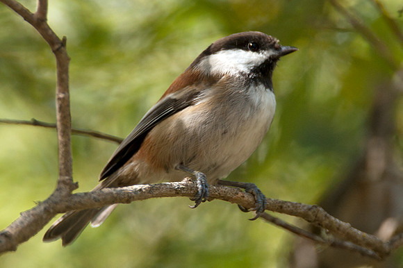 Chestnut-backed Chickadee (Poecile rufescens)