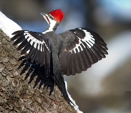 Pileated Woodpecker (Dryocopus pileatus)