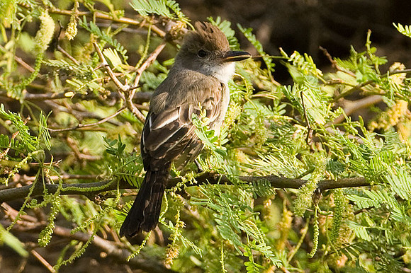Brown-crested Flycatcher (Myiarchus tyrannulus)