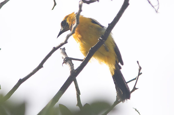 Hooded Oriole (Icterus cucullatus) or Altamira Oriole (Icterus gularis) juvenile