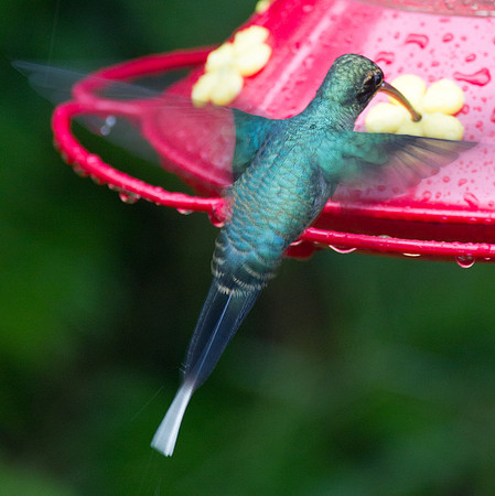 Green Hermit (Phaethornis guy)
