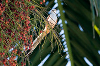 Scissor-tailed Flycatcher (Tyrannus forficatus) also known as Texas Bird-of-Paradise and Swallowtailed Flycatcher