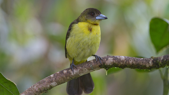 Lemon-rumped Tanager (Ramphocelus icteronotus)