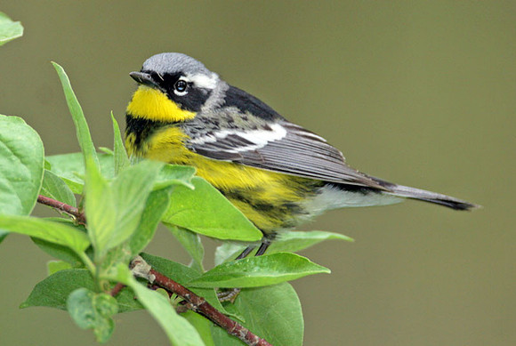 Magnolia Warbler (Dendroica magnolia)