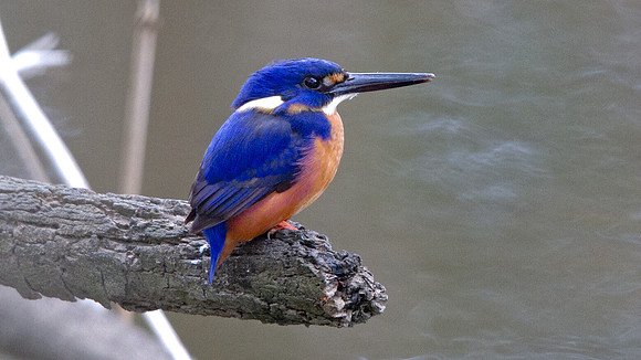 Azure kingfisher (Alcedo azurea)
