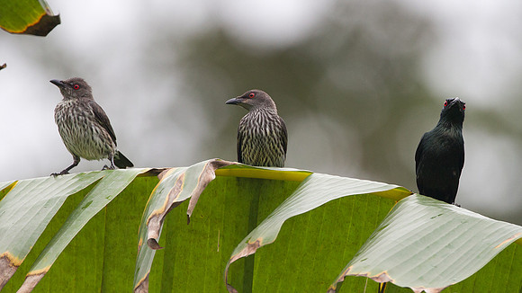 Asian Glossy Starling (Aplonis panayensis)