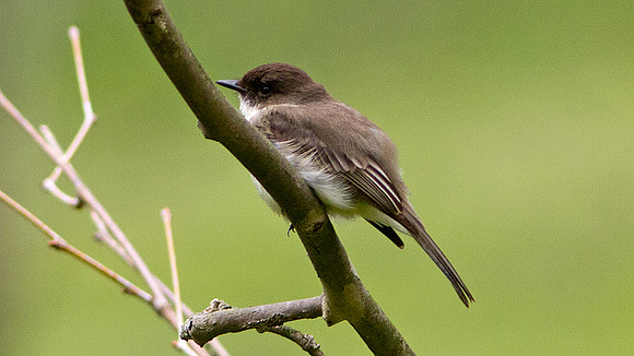 Eastern Phoebe (Sayornis phoebe)