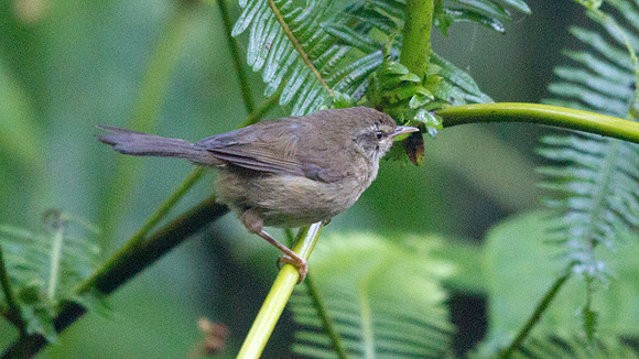 IMG_9415 Sunda bush warbler (Horornis vulcania)