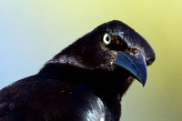 Great-tailed Grackle (Quiscalus mexicanus)