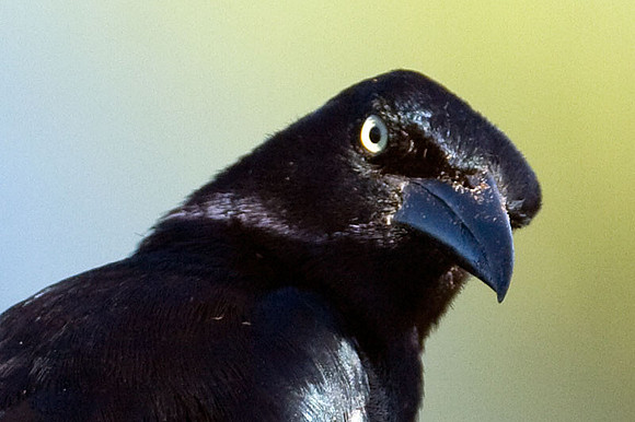 Great-tailed Grackle (Quiscalus mexicanus)