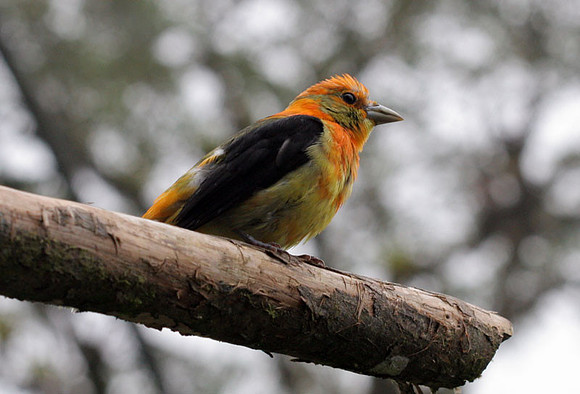Scarlet Tanager (Piranga olivacea) female