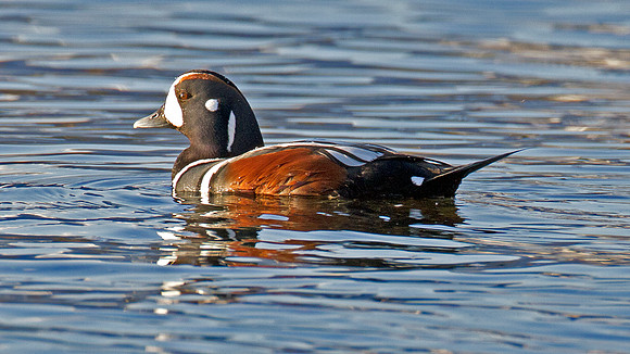 Harlequin Duck (Histrionicus histrionicus)