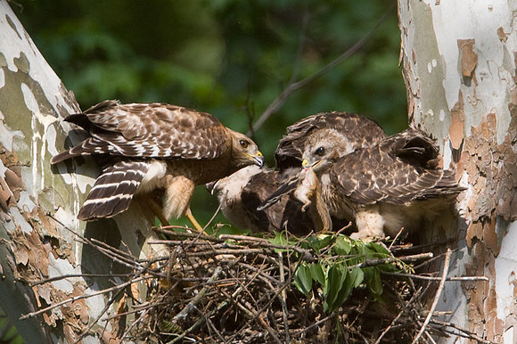 Red-shouldered Hawk (Buteo lineatus) adult and juvenile