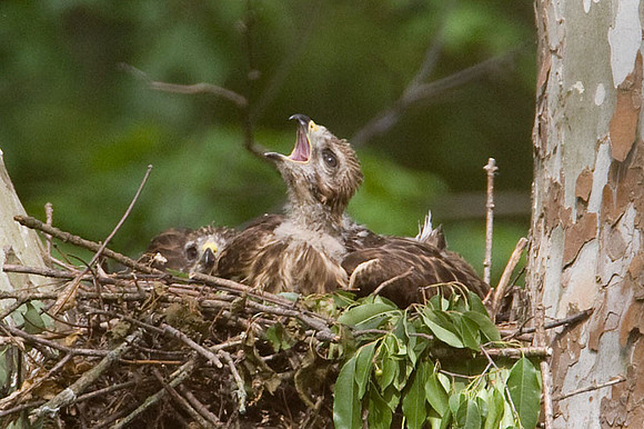 Red-shouldered Hawk (Buteo lineatus) juvenile