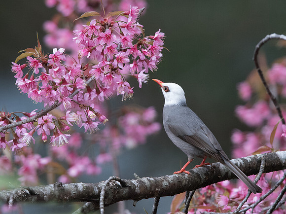 White-headed bulbul (Hypsipetes thompsoni)