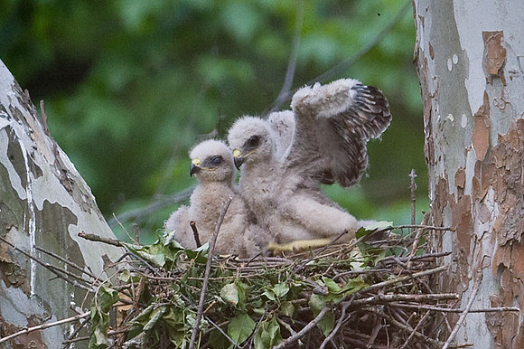 Red-shouldered Hawk (Buteo lineatus) juvenile