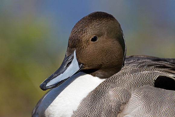 Northern Pintail (Anas acuta)
