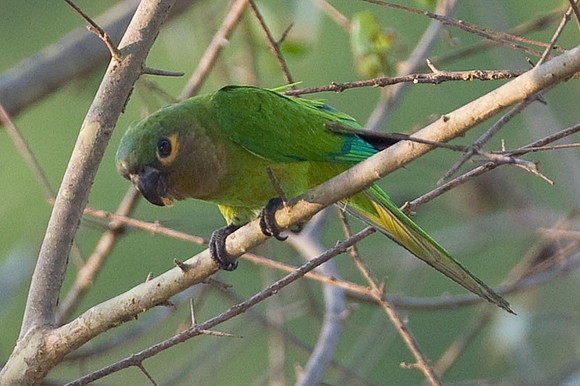 Brown-throated Parakeet (Aratinga pertinax) also known as St. Thomas Conure, Brown-throated Conure
