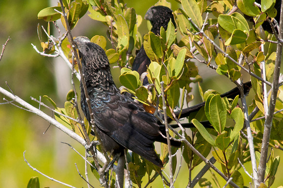Smooth-billed Ani (Crotophaga ani)