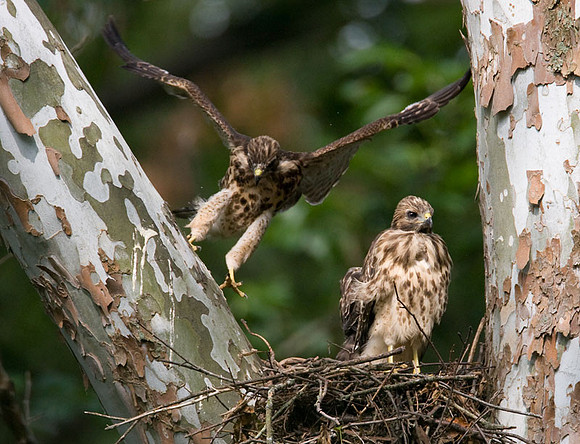 Red-shouldered Hawk (Buteo lineatus) juvenile