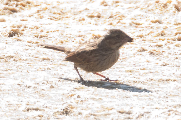 Savannah Sparrow (Passerculus sandwichensis)