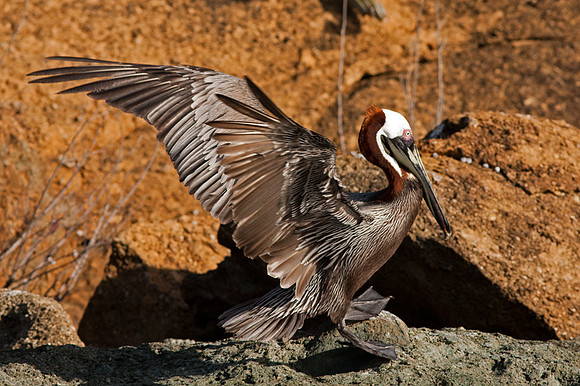Brown Pelican (Pelecanus occidentalis)