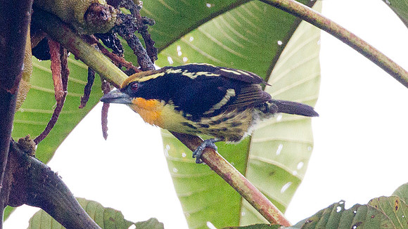 Gilded Barbet (Capito auratus)