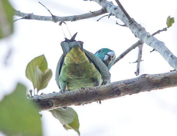 Blue-headed racket-tail (Prioniturus platenae)