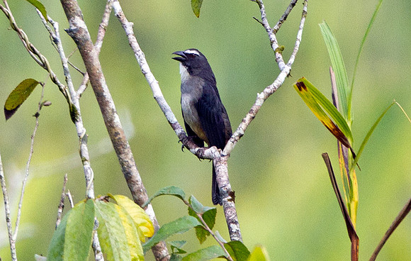 Greyish Saltator (Saltator coerulescens)