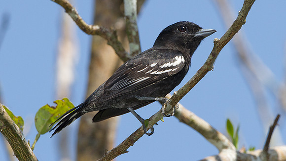 White-winged Becard (Pachyramphus polychopterus) - male